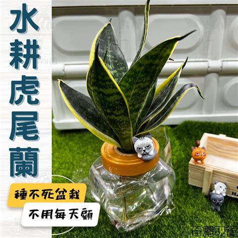 植栽虎尾蘭水耕